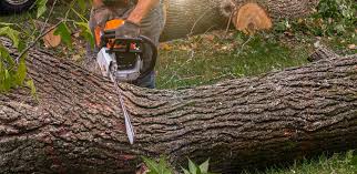 Best Commercial Tree Services  in Lovington, NM